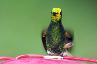 A small hummingbird facing front.