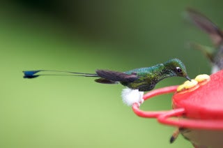 a small hummingbird sticks its beak into a feeder.