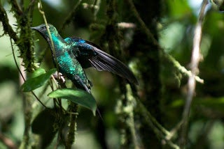 A hummingbird taking a roost.