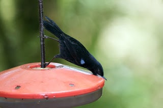 A bird hanging sideways off of a cord to drink from a feeder.