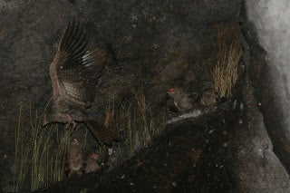 A cluster of birds crowded into a dark crevice.