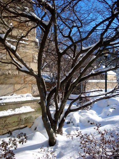 A tree on campus with snow covering its branches.