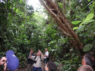 Professor Rick pointing out a large, partially-fallen tree in the jungle.