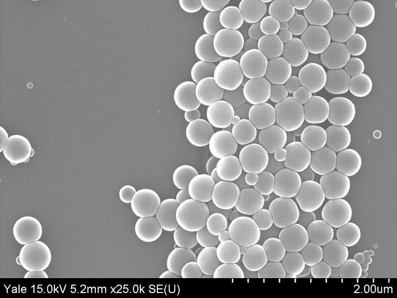 A slide from a Scanning Electron Microscope.