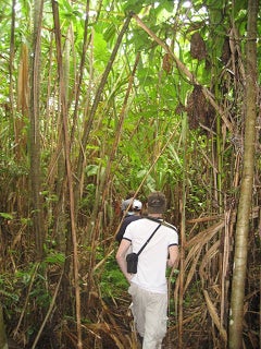 A group walking single-file through a thick bamboo forest.