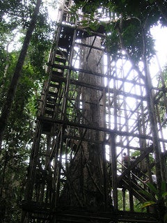 A tall tree surrounded by stairs and scaffolding.