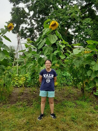 person standing with tall sunflowers