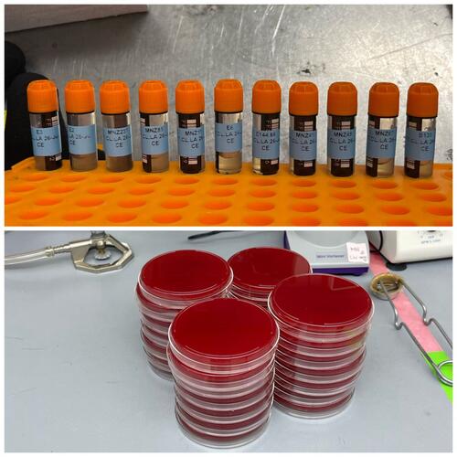 a collage of two lab materials organized by author, including labeled tubes and blood plates for bacteria growth