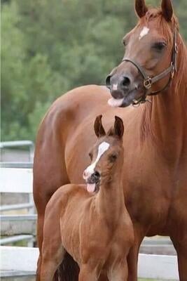 Two horses, one small and one large, sticking their tongues out