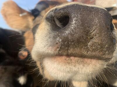 Close-up cow face