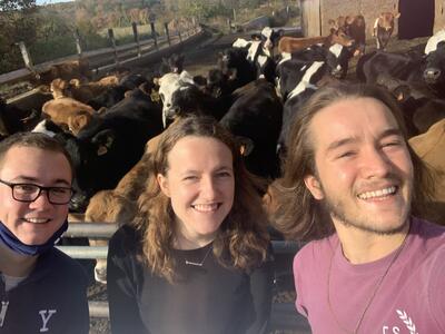 3 People Take a selfie with cows