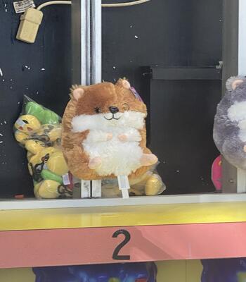 innocent toy hamster sprayed by water in a carnival game