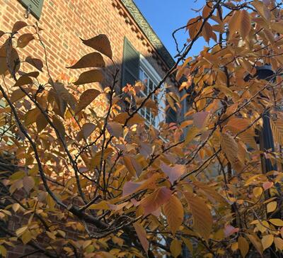 Amber leaves against the red bricks of Pierson College during a sunny evening.