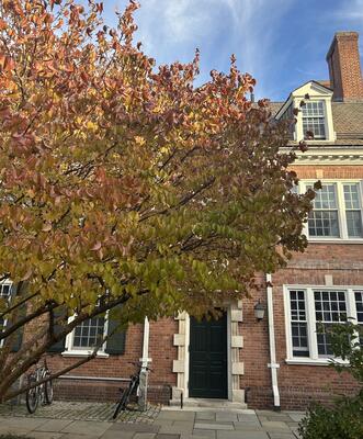 A tree turning yellow outside of Entryway G in the Pierson Courtyard.