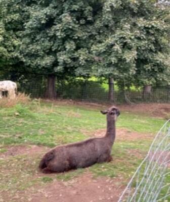 llama/alpaca laying on grass