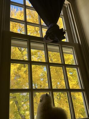 Photo of ginkgo tree from my common room window