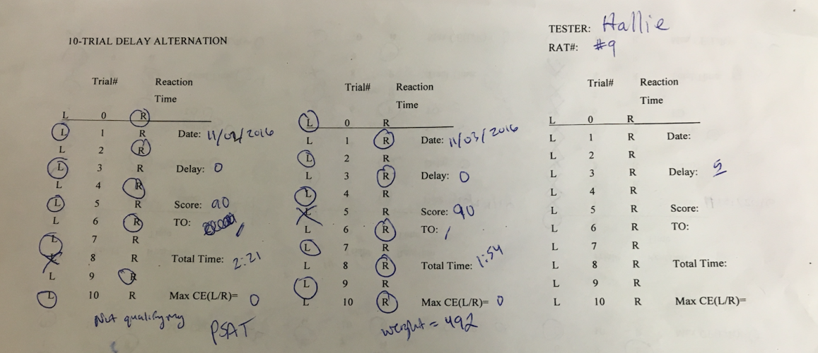 A data sheet used for testing rat working memory abilities as they run through a maze.