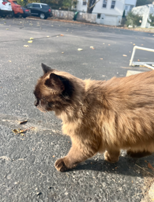 A brown cat crossing the street