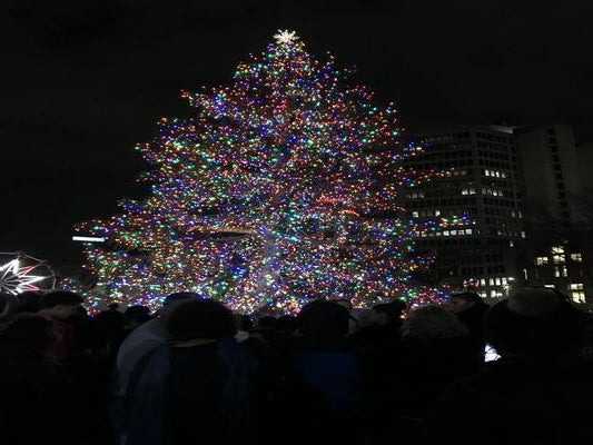 New Haven Christmas tree lit at night