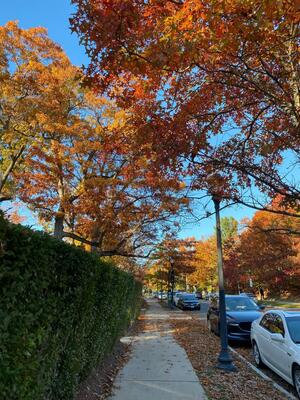Fall foliage along Prospect Street