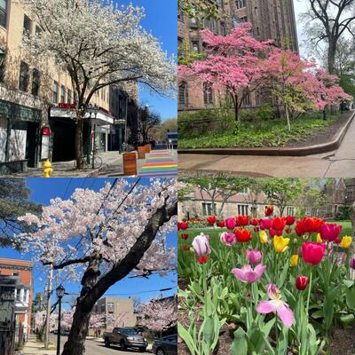 4 images of blooming trees