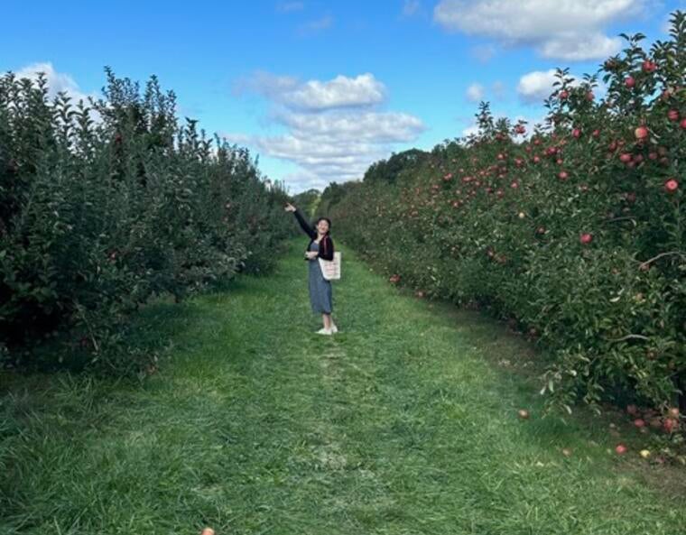 Field of apples 