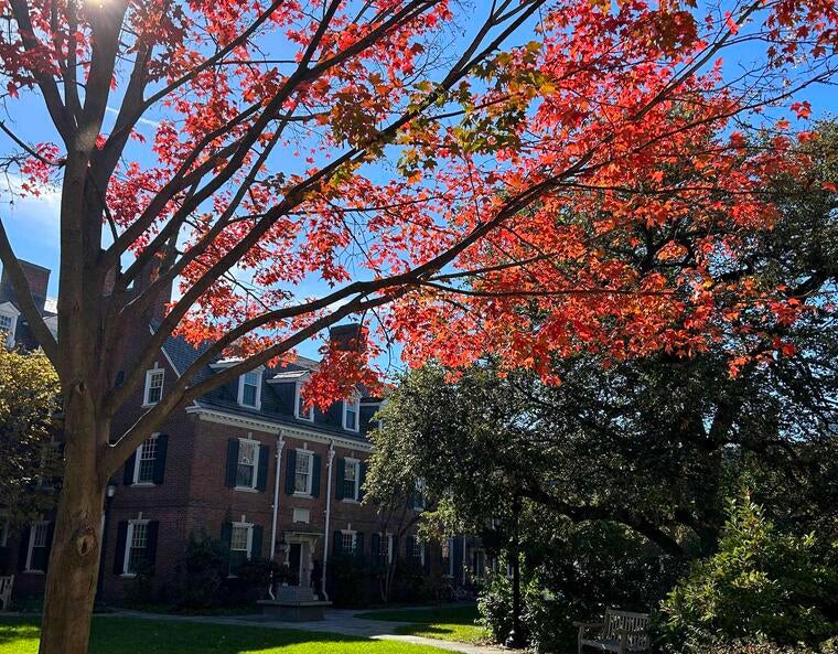 Pierson courtyard with a magnificent red tree in the fall.