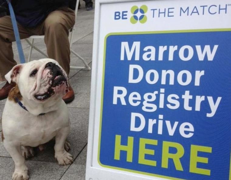 "Handsome Dan" on greeting duty at the Marrow Donor Registry Drive.