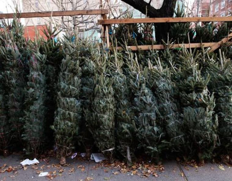 Christmas trees, tied and trussed up for sale.