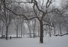 Snow completely covers the ground and tree branches in New Haven.